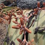 Welwitschia mirabilis Kwiat