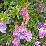 Phyllodoce caerulea その他の提案
