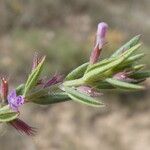 Micromeria graeca Leaf