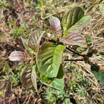 Terminalia prunioidesFolio