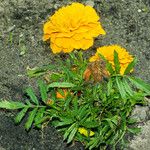 Tagetes erecta 形態