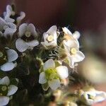 Lepidium heterophyllum Flor