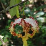 Monodora tenuifolia Flor