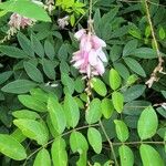 Indigofera decora Fleur