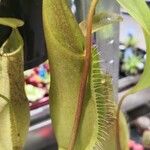 Nepenthes truncata Blodyn