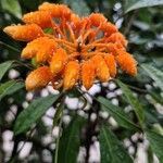 Morisonia paradoxa 花
