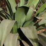 Agave shaferi Blad