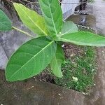 Calotropis gigantea Blatt