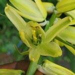 Albuca abyssinica Kwiat