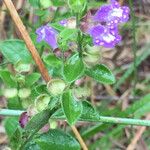 Scutellaria drummondii Yeri