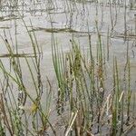 Equisetum fluviatile Φύλλο