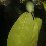 Pouteria chiricana