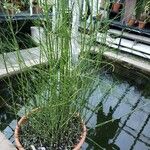 Equisetum ramosissimum आदत