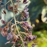 Macleaya cordata Fruto