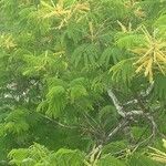 Senegalia ataxacantha Frunză