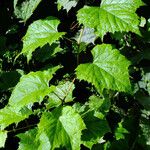 Vitis amurensis Leaf