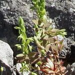 Lysimachia linum-stellatum Lapas