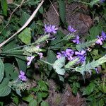 Eranthemum purpurascens Habit