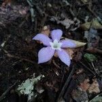 Voyria caerulea Цветок