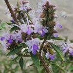 Pseudocaryopteris bicolor Flor