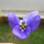 Viola alba ফুল