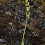 Botrychium simplex Habit