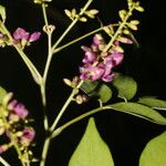 Lonchocarpus parviflorus Kukka