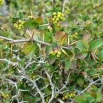 Berberis aetnensis Bark