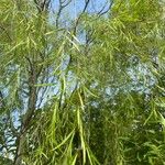 Salix nigra Leaf