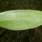 Psammisia ramiflora Hoja