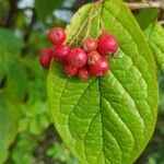 Cotoneaster bullatus 果實