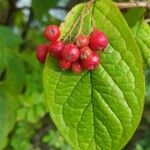 Cotoneaster bullatus ᱡᱚ