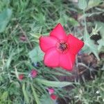 Linum grandiflorumFlower