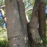 Croton megalobotrys Bark