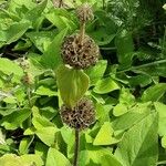 Phlomis russeliana Плод