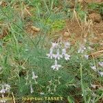 Delphinium pubescens Habit