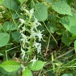 Platanthera bifolia花