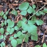 Rubus ursinus 葉