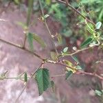 Sida spinosa Φύλλο