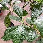 Lophanthera lactescens Hoja