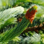 Pinus aristata पत्ता