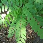 Robinia viscosa Blatt