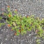 Lysimachia arvensis Habit