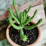 Euphorbia inermis Hostoa