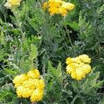 Achillea filipendulina Habitus