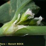 Polygonum raii अन्य