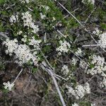 Ceanothus cuneatus Habitus