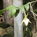 Angraecum angustipetalum Хабит
