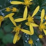 Senecio ovatus Floare