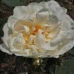 Rosa sempervirens Květ